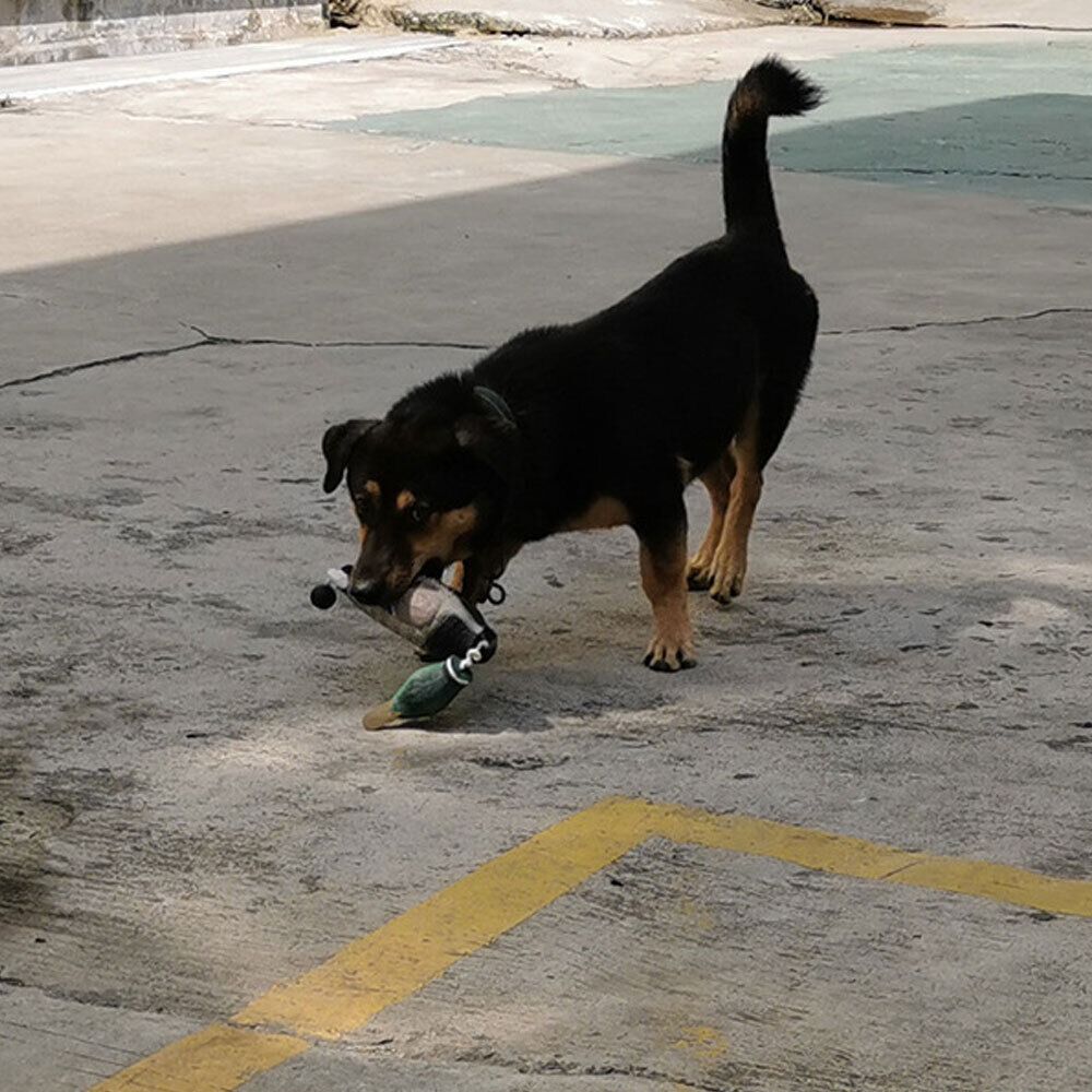 Decoy Duck Plastic - Simulation Mallard Duck Decoy Dog Training